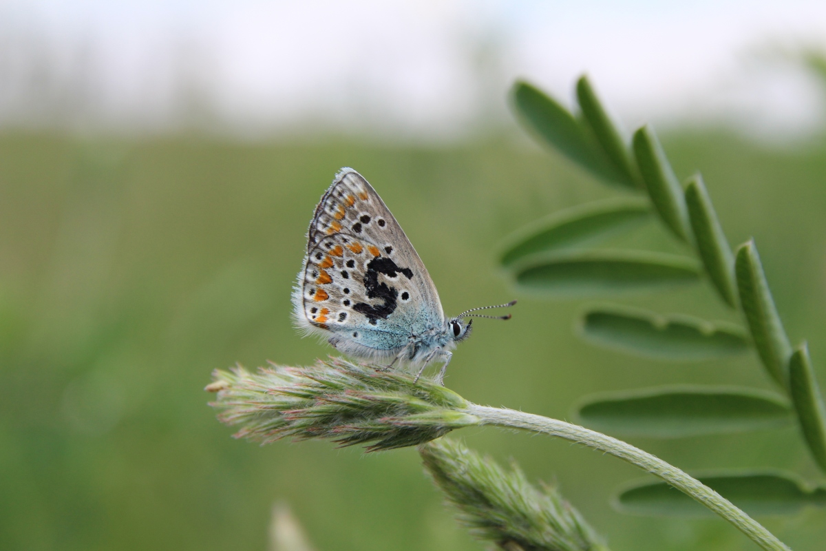 Monitoring of butterflies – results