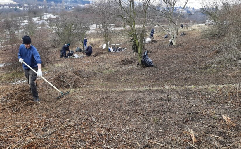 Cleaning the wood chips after shrub pruning around Asuan reservoir