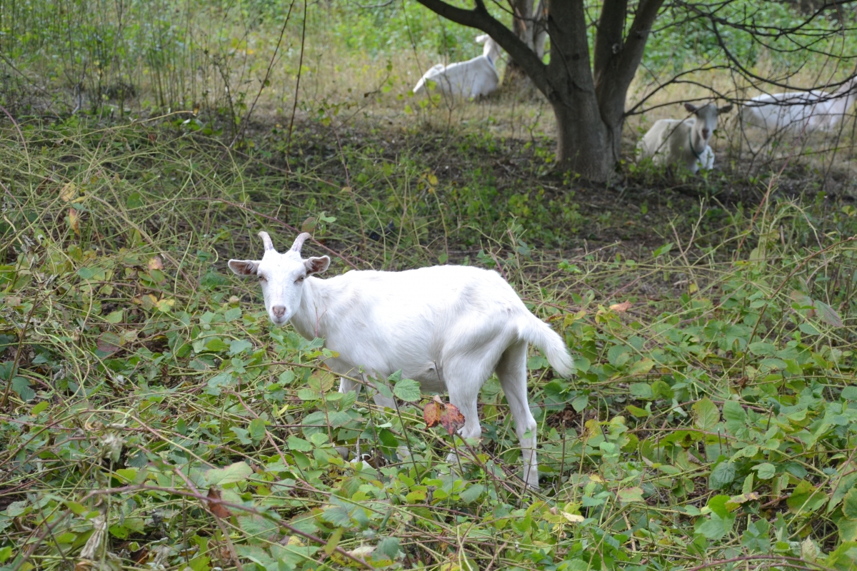 Goats graze also under Dívčí Hrady